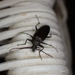 Comb-clawed Beetle thumbnail 2