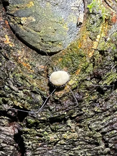 Pandora phalangicida
