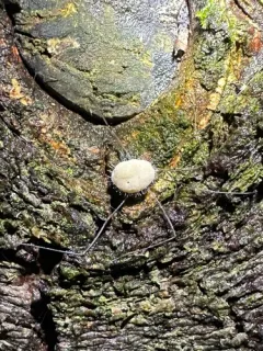 Pandora phalangicida thumbnail 1