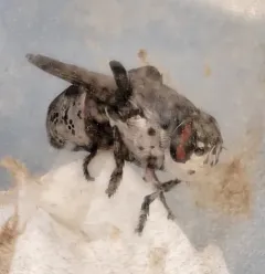 Cuterebra buccata thumbnail 3
