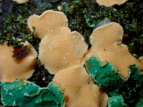 Phaeotremella mycetophiloides