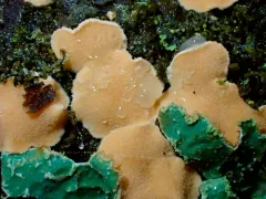 Phaeotremella mycetophiloides thumbnail 1