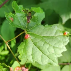 Grape Tumid Gallmaker Midge thumbnail 3