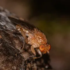 Suillia quinquepunctata thumbnail 2