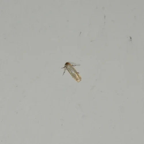 Holcocera immaculella