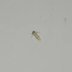 Holcocera immaculella thumbnail 1