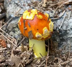 Red-Headed Yellow Dust Amanita thumbnail 3