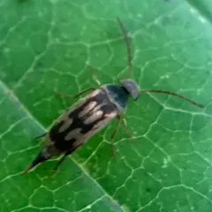 Falsomordellistena bihamata thumbnail 3
