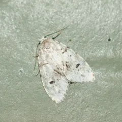 Little Shaded Lichen Moth thumbnail 3
