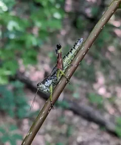 Post Oak Grasshopper thumbnail 4