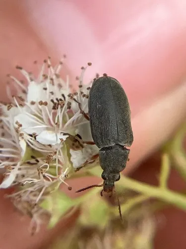 Mycterus scaber