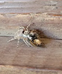 Half-edged Wall Jumping Spider thumbnail 4