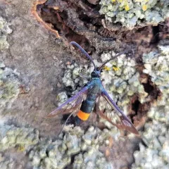 Red-belted Clearwing Moth thumbnail 2