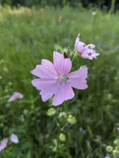 Eastern Tree-mallow thumbnail 4