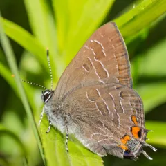 Striped Hairstreak thumbnail 3