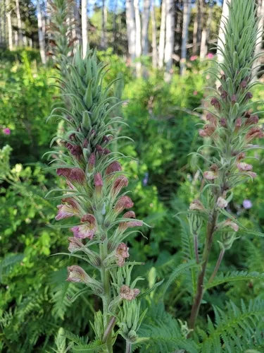 giant lousewort