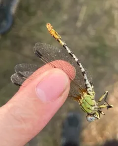 Eastern Ringtail thumbnail 2