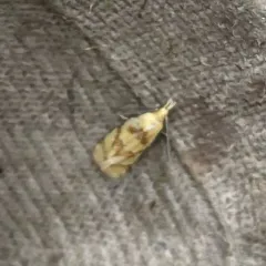 Phtheochroa vitellinana thumbnail 4