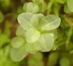 Naked Rhizomnium Moss thumbnail 4