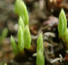 Helmet-moss thumbnail 3