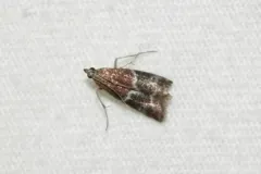 Root Collar Borer Moth thumbnail 3