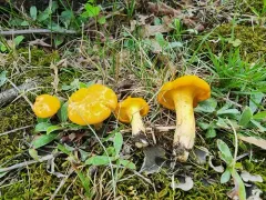 Cantharellus deceptivus thumbnail 1