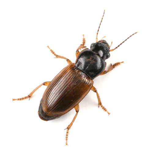 Tawny-backed Harp Ground Beetle
