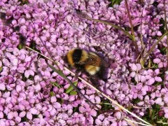 High Arctic Bumble Bee thumbnail 2