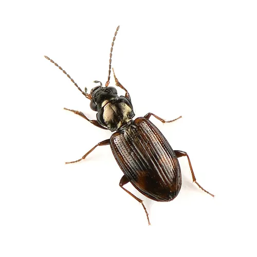 Bembidion timidum