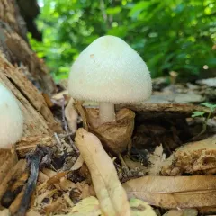 Silky Rosegill thumbnail 4