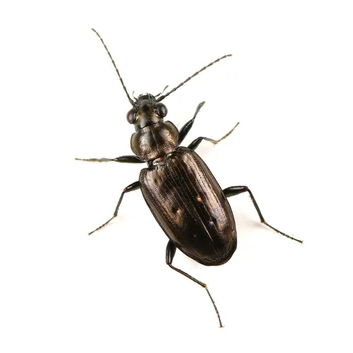 Bembidion bifossulatum