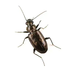 Bembidion bifossulatum thumbnail 1