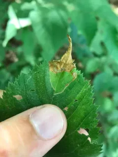 Orchestes mixtus thumbnail 2
