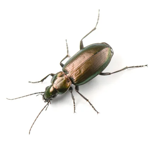 Agonum suturale