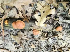 Gymnopilus subdryophilus thumbnail 3