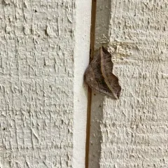 Dark Metanema Moth thumbnail 2