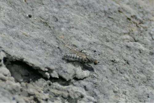 Cliorismia bussi
