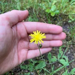 smooth hawkweed thumbnail 2