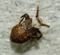 Pissonotus aphidioides thumbnail 3