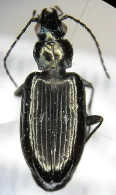 Bembidion planatum thumbnail 3