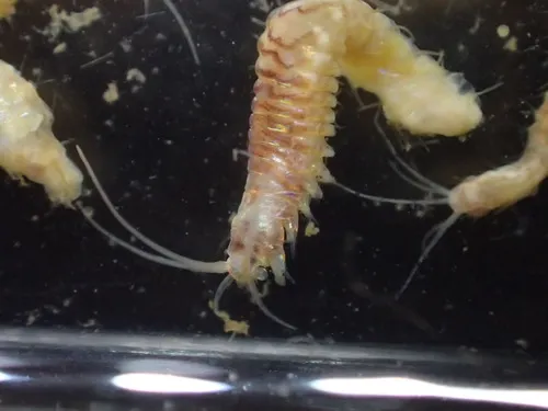 Nothria conchylega