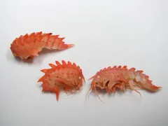 Epimeria loricata thumbnail 3
