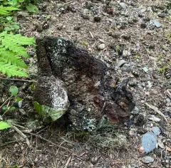 Indian paint fungus thumbnail 2