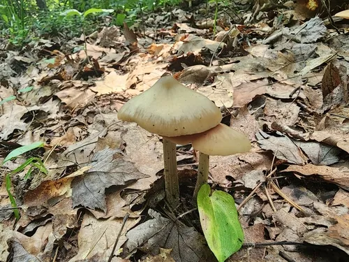 Entoloma pallideradicatum