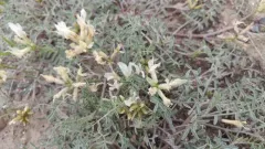 Columbian Milkvetch thumbnail 4