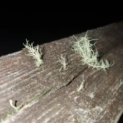Boreal Beard Lichen thumbnail 2