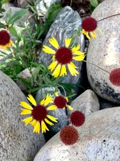 Lanceleaf blanketflower thumbnail 1