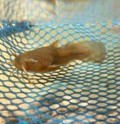 Tadpole Madtom thumbnail 2