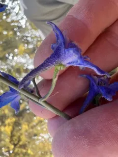 Delphinium glaucescens thumbnail 2