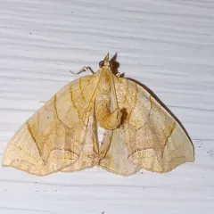 Lesser Grapevine Looper Moth thumbnail 4
